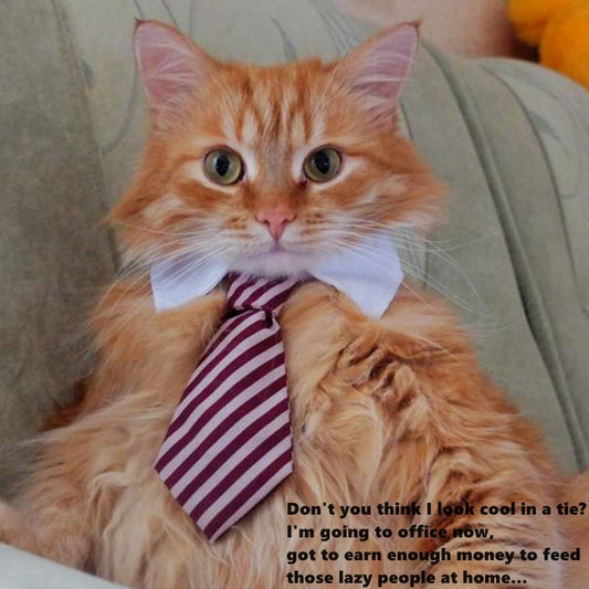 Cute Pet Ties and Bow Ties - Smart Looking Pet Costume